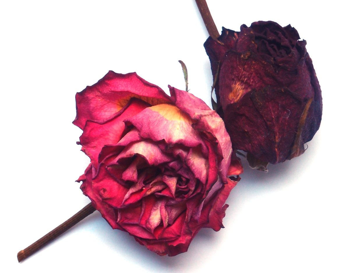 2018-03-08 Budded Roses